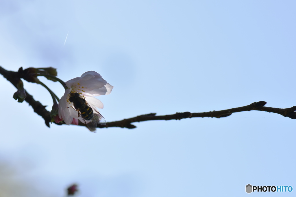 冬の桜の味が好き、、、！！