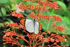 夏の蝶の園～ⅴ