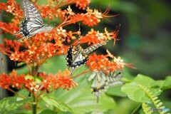 生物園２０２１～⑱