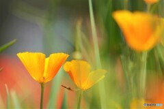 California poppy～ⅳ