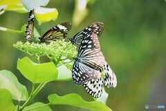 試し撮りの生物園～ⅱ