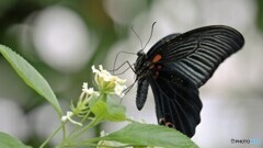 生物園ー令和～⑦