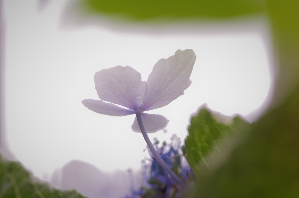 梅雨の日に、、、③