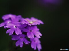 雨上がりで万歳