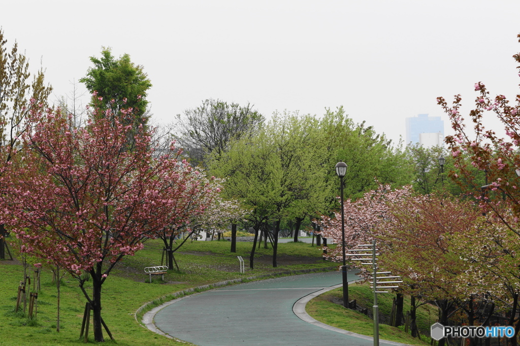 卯月桜ー汐入公園の桜