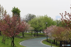 卯月桜ー汐入公園の桜