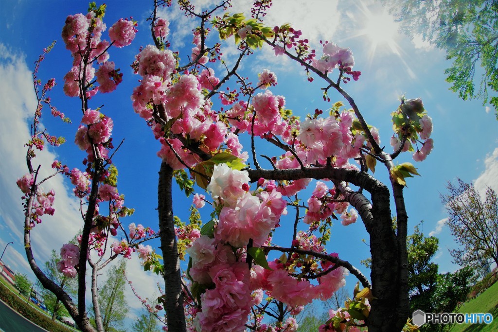 平成最後を咲く桜達～lxv