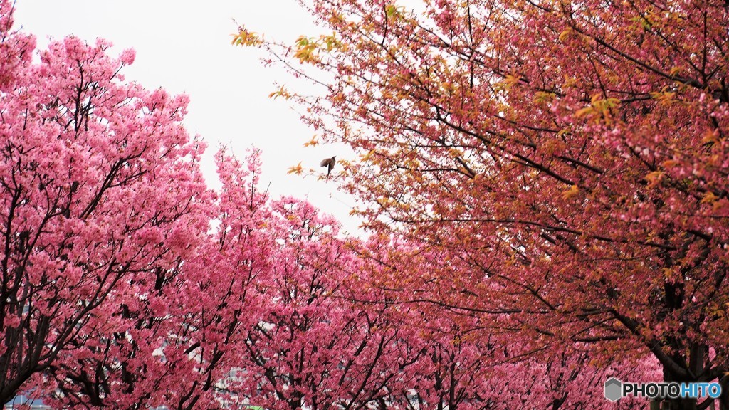 平成最後を咲く桜達～ⅵ