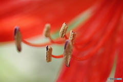 花蕊－②