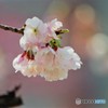 オオカン咲くら～ⅹ