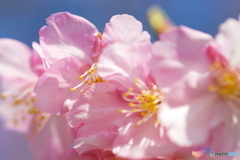 さくらの誘惑ー①