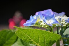 梅雨の華～ⅴ