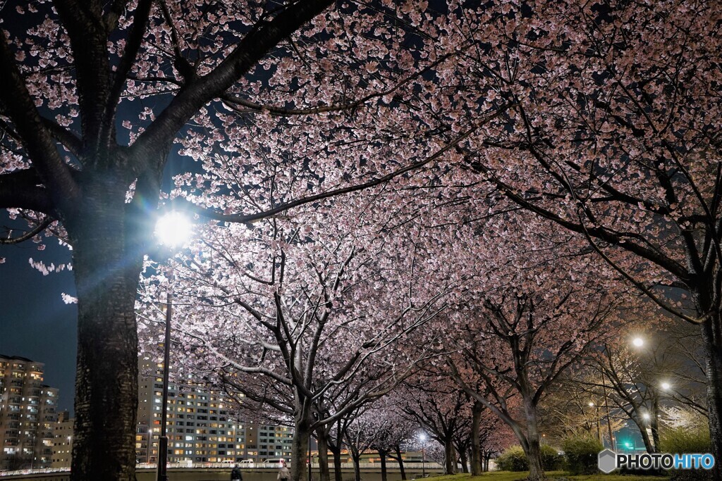 オオカンザクラ夜桜～ⅷ