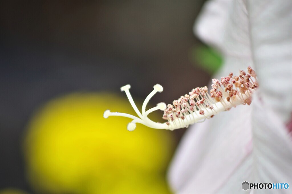 花蕊