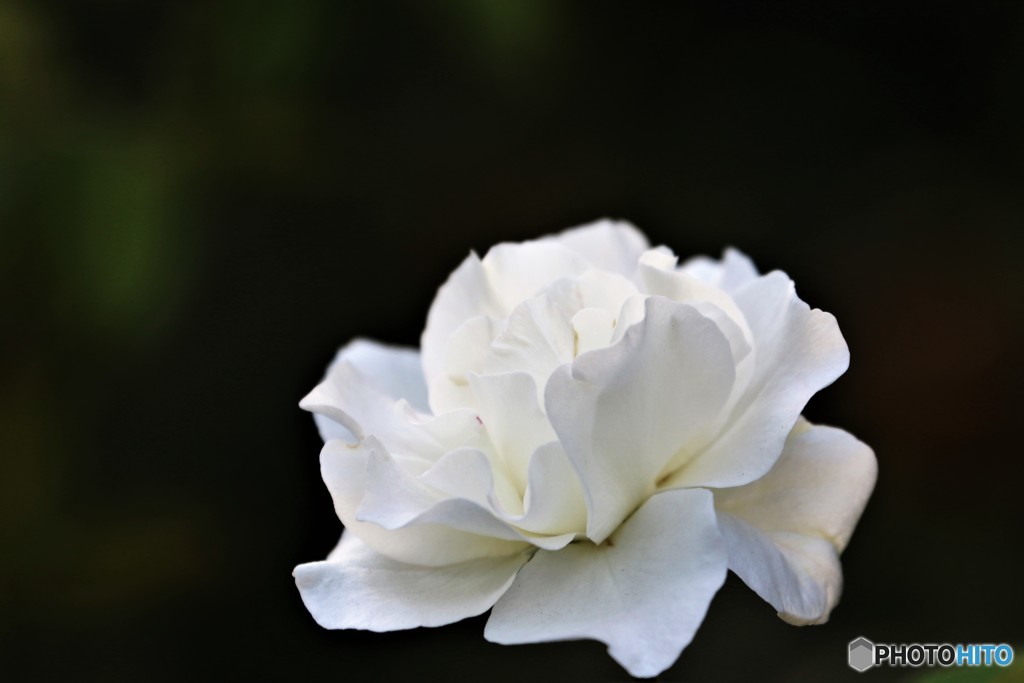 夏の白薔薇、、、。