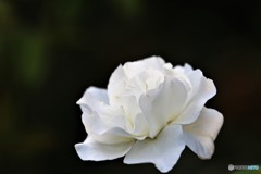 夏の白薔薇、、、。