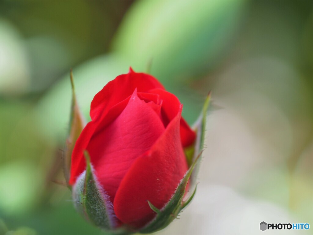 我が家の華～ⅱ