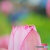 大輪の蓮～⑦