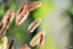 秋色、狗尾草