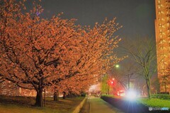 汐入夜桜４景～ⅱ