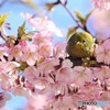 今戸神社の河津桜