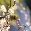 White-eye～ⅴ