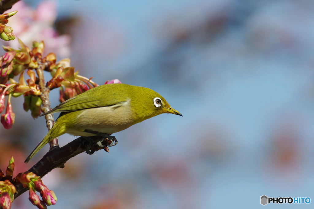 次はどの花へ、、、