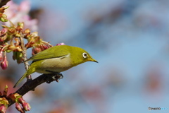 次はどの花へ、、、