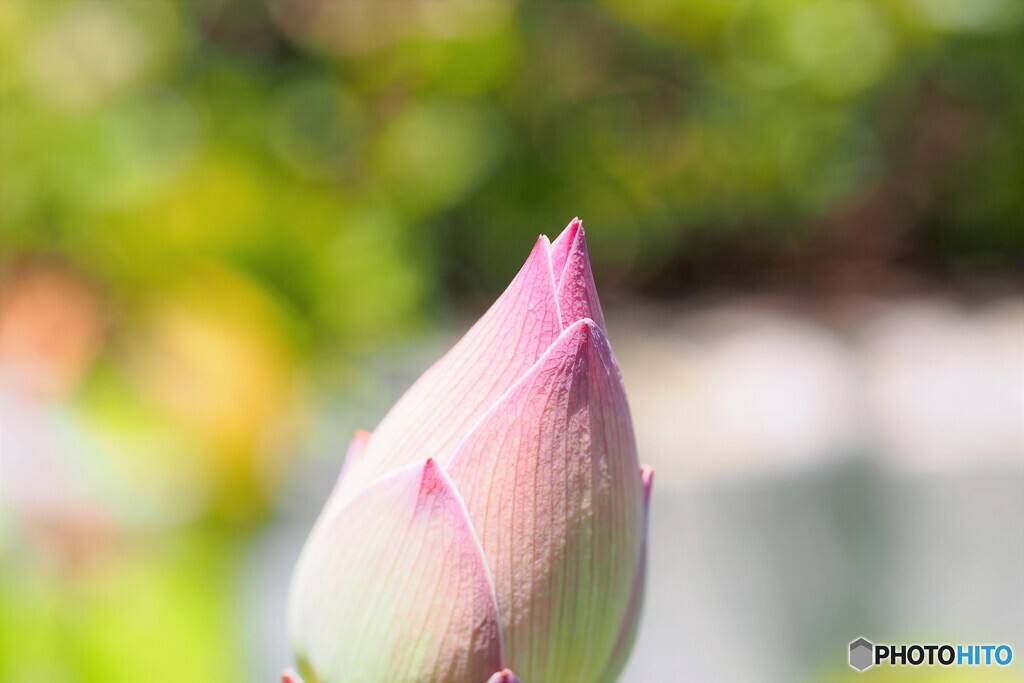 鉢植え