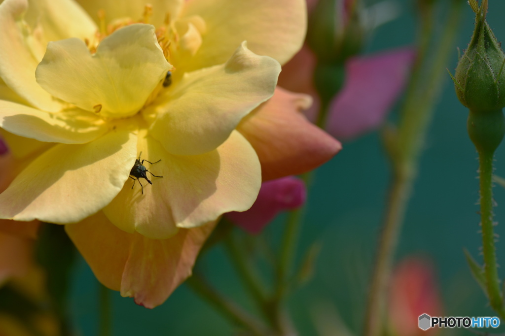 薔薇の奥からコンニチハ