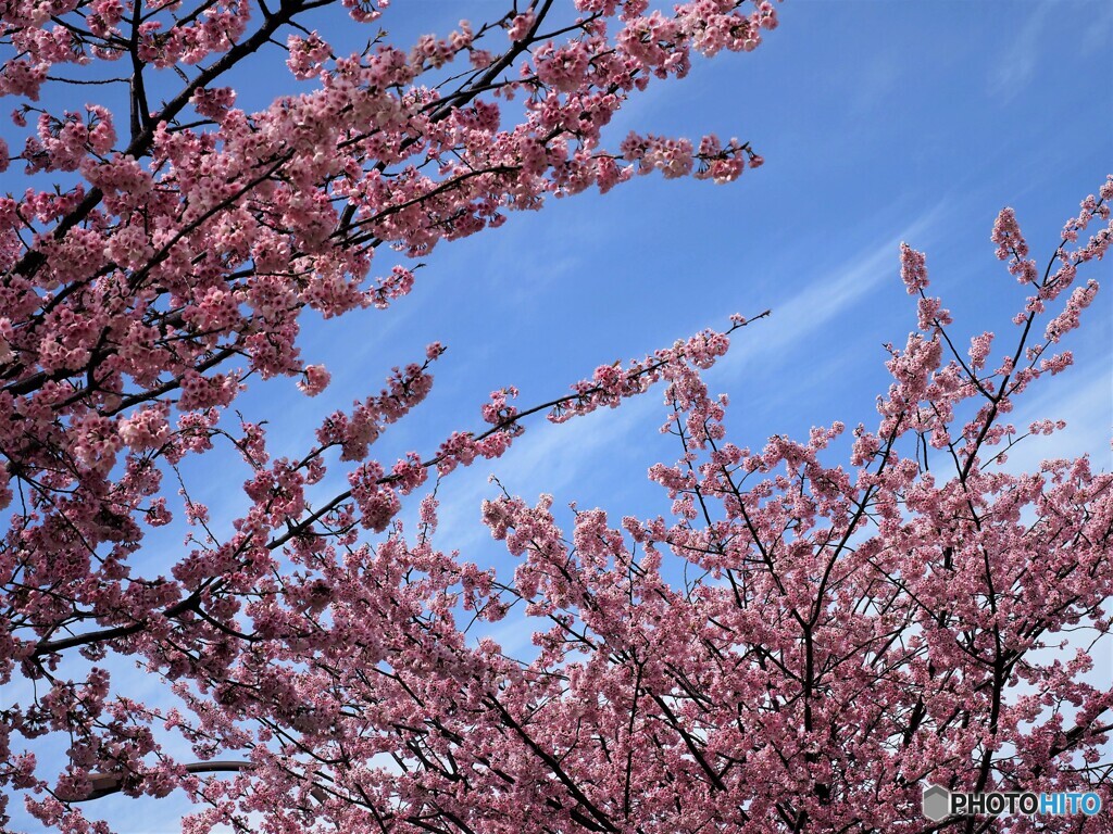 桜便り～xviii