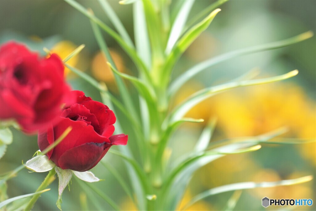 夏の薔薇
