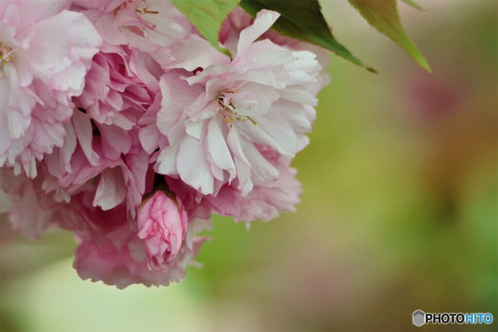 名残り惜しき八重桜～ⅳ