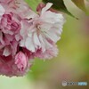 名残り惜しき八重桜～ⅳ