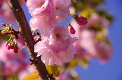 桜いろいろー１２