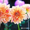 ダリア綾なす秋の園～ⅶ