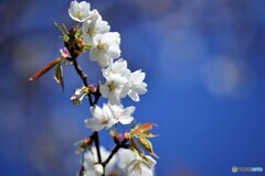 令和高砂咲くラ～ⅱ