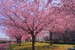 汐入公園春の特別編ⅰ