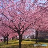 汐入公園春の特別編ⅰ