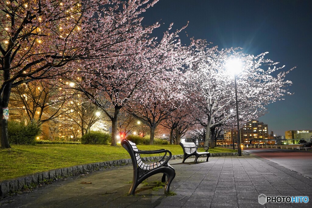 オオカンザクラ夜桜～ⅹ