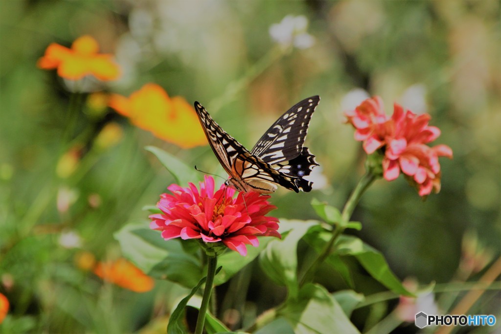 ランチタイム、、、。