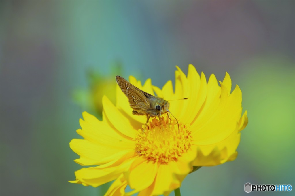 キバナコスモスに似た花、、、。