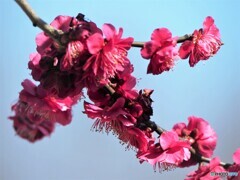如月の花達～ⅰ