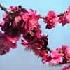 如月の花達～ⅰ