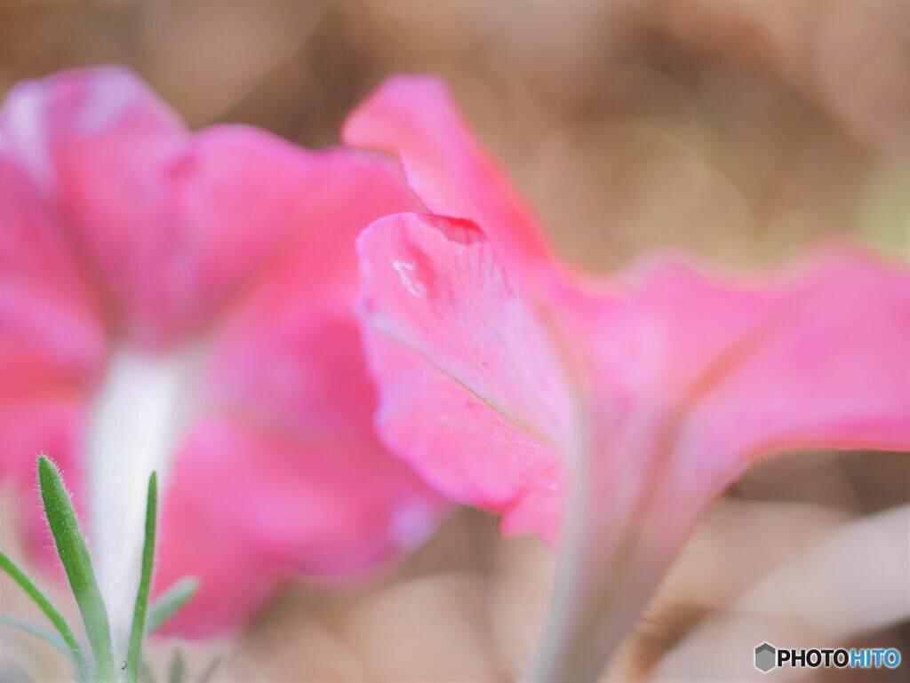 夏のベランダ～②