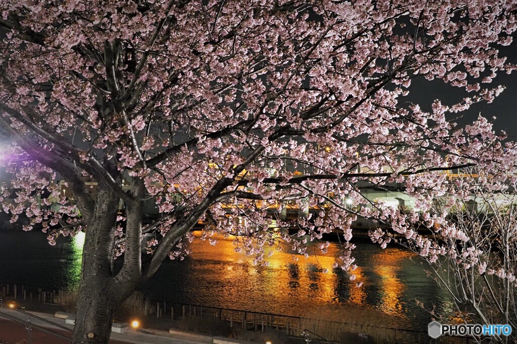 ２年前の大寒夜桜～ⅱ