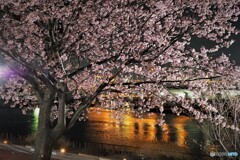 ２年前の大寒夜桜～ⅱ