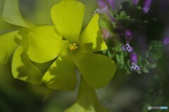 6年前に見た黄花酢漿草