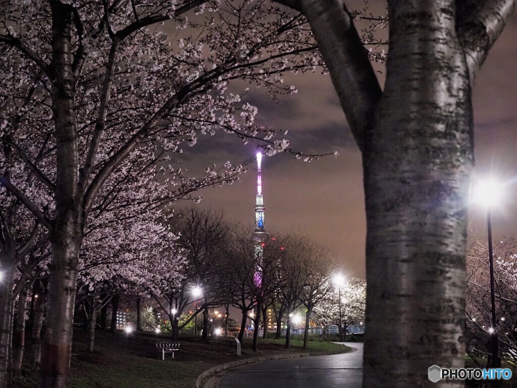 汐入公園夜桜