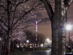 汐入公園夜桜